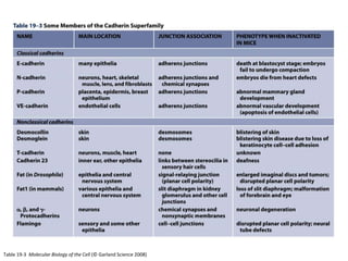 Table 19-3 Molecular Biology of the Cell (© Garland Science 2008)
 