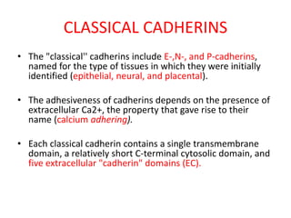 CLASSICAL CADHERINS
• The "classical'' cadherins include E-,N-, and P-cadherins,
named for the type of tissues in which they were initially
identified (epithelial, neural, and placental).
• The adhesiveness of cadherins depends on the presence of
extracellular Ca2+, the property that gave rise to their
name (calcium adhering).
• Each classical cadherin contains a single transmembrane
domain, a relatively short C-terminal cytosolic domain, and
five extracellular "cadherin" domains (EC).
 