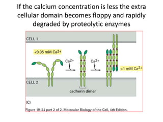 If the calcium concentration is less the extra
cellular domain becomes floppy and rapidly
degraded by proteolytic enzymes
 