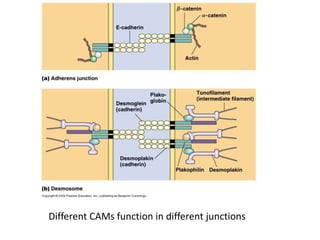 Different CAMs function in different junctions
 