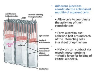 • Adherens junctions
coordinate the actinbased
motility of adjacent cells:
•
• Allow cells to coordinate
the activities of their
cytoskeletons
•
• Form a continuous
adhesion belt around each
of the interacting cells
in a sheet of epithelium
•
• Network can contract via
myosin motor proteins
– Motile force for folding of
epithelial sheets.
 