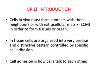 BRIEF INTRODUCTION
• Cells in vivo must form contacts with their
neighbours or with extracellular matrix (ECM)
in order to form tissues or organ.
• In tissue cells are organised into very precise
and distinctive pattern controlled by specific
cell adhesion.
• Cell adhesion is how cells talk to each other.
 
