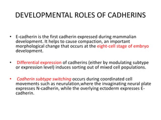 DEVELOPMENTAL ROLES OF CADHERINS
• E-cadherin is the first cadherin expressed during mammalian
development. It helps to cause compaction, an important
morphological change that occurs at the eight-cell stage of embryo
development.
• Differential expression of cadherins (either by modulating subtype
or expression level) induces sorting out of mixed cell populations.
• Cadherin subtype switching occurs during coordinated cell
movements such as neurulation,where the invaginating neural plate
expresses N-cadherin, while the overlying ectoderm expresses E-
cadherin.
 