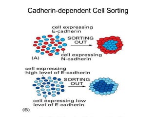 Cadherin-dependent Cell Sorting
 