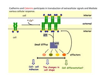 interior
interior
external
effectors
The changes in
cell shape
Cell differentation?
Cell- cell
Adhesion
GTP
Small GTPaz
Ca2+
GTP
cell
cell
Cadherins and Catenins participate in transduction of extracellular signals and Mediate
various cellular response.
 