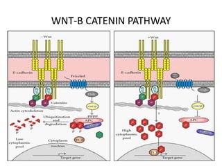 WNT-B CATENIN PATHWAY
 