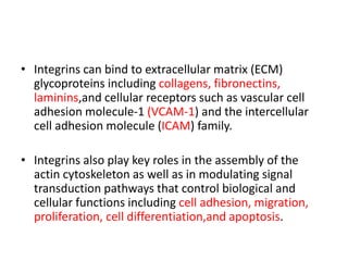 • Integrins can bind to extracellular matrix (ECM)
glycoproteins including collagens, fibronectins,
laminins,and cellular receptors such as vascular cell
adhesion molecule-1 (VCAM-1) and the intercellular
cell adhesion molecule (ICAM) family.
• Integrins also play key roles in the assembly of the
actin cytoskeleton as well as in modulating signal
transduction pathways that control biological and
cellular functions including cell adhesion, migration,
proliferation, cell differentiation,and apoptosis.
 