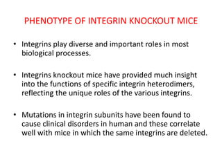 PHENOTYPE OF INTEGRIN KNOCKOUT MICE
• Integrins play diverse and important roles in most
biological processes.
• Integrins knockout mice have provided much insight
into the functions of specific integrin heterodimers,
reflecting the unique roles of the various integrins.
• Mutations in integrin subunits have been found to
cause clinical disorders in human and these correlate
well with mice in which the same integrins are deleted.
 