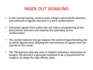 INSIDE OUT SIGNALING
• In the normal resting, inactive state, integrin extracellular domains
are unbound to ligands and exist in a bent conformation.
• Activation signals from within the cell induce straightening of the
extracellular domains and stabilize the extended, active
conformation.
• This conformational change exposes the external ligand-binding site
to which ligands bind, allowing the transmission of signals from the
outside to the inside.
• The TM domains play key roles in integrin activation. Separation of
integrin TM domains is generally believed to be a requirement for
integrins to adopt the high affinity state.
 