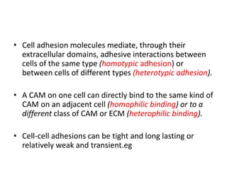 • Cell adhesion molecules mediate, through their
extracellular domains, adhesive interactions between
cells of the same type (homotypic adhesion) or
between cells of different types (heterotypic adhesion).
• A CAM on one cell can directly bind to the same kind of
CAM on an adjacent cell (homophilic binding) or to a
different class of CAM or ECM (heterophilic binding).
• Cell-cell adhesions can be tight and long lasting or
relatively weak and transient.eg
 