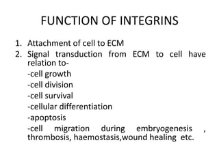 FUNCTION OF INTEGRINS
1. Attachment of cell to ECM
2. Signal transduction from ECM to cell have
relation to-
-cell growth
-cell division
-cell survival
-cellular differentiation
-apoptosis
-cell migration during embryogenesis ,
thrombosis, haemostasis,wound healing etc.
 