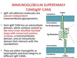 IMMUNOGLOBULIN SUPERFAMILY
CAM(IgSF-CAM)
• IgSF cell adhesion molecules are
calcium-independent
transmembrane glycoproteins.
• Each IgSF CAM has an extracellular
domain, which contains several Ig-
like intra-chain disulfide-bonded
loops with conserved cysteine
residues, a transmembrane
domain, and an intracellular
domain that interacts with the
cytoskeleton.
• They are either homophilic or
heterophilic and bind integrins or
different IgSF CAMs.
 