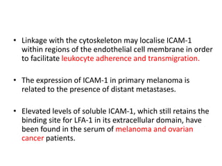 • Linkage with the cytoskeleton may localise ICAM-1
within regions of the endothelial cell membrane in order
to facilitate leukocyte adherence and transmigration.
• The expression of ICAM-1 in primary melanoma is
related to the presence of distant metastases.
• Elevated levels of soluble ICAM-1, which still retains the
binding site for LFA-1 in its extracellular domain, have
been found in the serum of melanoma and ovarian
cancer patients.
 