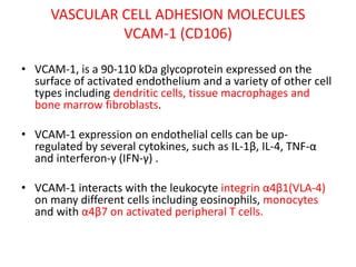 VASCULAR CELL ADHESION MOLECULES
VCAM-1 (CD106)
• VCAM-1, is a 90-110 kDa glycoprotein expressed on the
surface of activated endothelium and a variety of other cell
types including dendritic cells, tissue macrophages and
bone marrow fibroblasts.
• VCAM-1 expression on endothelial cells can be up-
regulated by several cytokines, such as IL-1β, IL-4, TNF-α
and interferon-γ (IFN-γ) .
• VCAM-1 interacts with the leukocyte integrin α4β1(VLA-4)
on many different cells including eosinophils, monocytes
and with α4β7 on activated peripheral T cells.
 