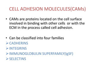 CELL ADHESION MOLECULES(CAMs)
• CAMs are proteins located on the cell surface
involved in binding with other cells or with the
ECM in the process called cell adhesion.
• Can be classified into four families
CADHERINS
INTEGRINS
IMMUNOGLOBULIN SUPERFAMILY(IgSF)
SELECTINS
 