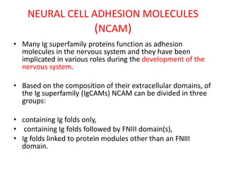 NEURAL CELL ADHESION MOLECULES
(NCAM)
• Many Ig superfamily proteins function as adhesion
molecules in the nervous system and they have been
implicated in various roles during the development of the
nervous system.
• Based on the composition of their extracellular domains, of
the Ig superfamily (IgCAMs) NCAM can be divided in three
groups:
• containing Ig folds only,
• containing Ig folds followed by FNIII domain(s),
• Ig folds linked to protein modules other than an FNIII
domain.
 