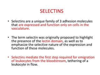 SELECTINS
• Selectins are a unique family of 3 adhesion molecules
that are expressed and function only on cells in the
vasculature.
• The term selectin was originally proposed to highlight
the presence of the lectin domain, as well as to
emphasize the selective nature of the expression and
function of these molecules.
• Selectins mediate the first step required for emigration
of leukocytes from the bloodstream, tethering of a
leukocyte in flow.
 