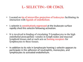 L- SELECTIN:- OR CD62L
• Located on tip of microvillus projection of leukocytes facilitating its
interaction with ligands of endothelium.
• L-selectin is constitutively expressed at the leukocyte surface
rapidly shed this selectin following activation.
• It is involved in binding of circulating T-lymphocytes to the high
endothelial postcapillary venules in lymph nodes and mucosal
lymphoid tissues and as such acts as homing receptors for
lymphocytes to these tissues.
• In addition to its role in lymphocyte homing L-selectin appears to
participate in the adhesion of neutrophils, monocytes, and
lymphocytes to activated endothelium.
 