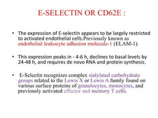 E-SELECTIN OR CD62E :
• The expression of E-selectin appears to be largely restricted
to activated endothelial cells.Previously known as
endothelial leukocyte adhesion molecule-1 (ELAM-1).
• This expression peaks in - 4-6 h, declines to basal levels by
24-48 h, and requires de novo RNA and protein synthesis.
• E-Selectin recognizes complex sialylated carbohydrate
groups related to the Lewis X or Lewis A family found on
various surface proteins of granulocytes, monocytes, and
previously activated effector and memory T cells.
 