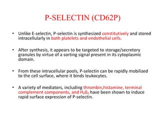 P-SELECTIN (CD62P)
• Unlike E-selectin, P-selectin is synthesized constitutively and stored
intracellularly in both platelets and endothelial cells.
• After synthesis, it appears to be targeted to storage/secretory
granules by virtue of a sorting signal present in its cytoplasmic
domain.
• From these intracellular pools, P-selectin can be rapidly mobilized
to the cell surface, where it binds leukocytes.
• A variety of mediators, including thrombin,histamine, terminal
complement components, and H₂0₂ have been shown to induce
rapid surface expression of P-selectin.
 
