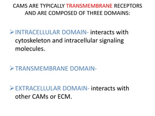 CAMS ARE TYPICALLY TRANSMEMBRANE RECEPTORS
AND ARE COMPOSED OF THREE DOMAINS:
INTRACELLULAR DOMAIN- interacts with
cytoskeleton and intracellular signaling
molecules.
TRANSMEMBRANE DOMAIN-
EXTRACELLULAR DOMAIN- interacts with
other CAMs or ECM.
 