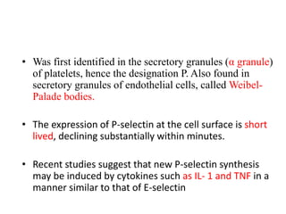 • Was first identified in the secretory granules (α granule)
of platelets, hence the designation P. Also found in
secretory granules of endothelial cells, called Weibel-
Palade bodies.
• The expression of P-selectin at the cell surface is short
lived, declining substantially within minutes.
• Recent studies suggest that new P-selectin synthesis
may be induced by cytokines such as IL- 1 and TNF in a
manner similar to that of E-selectin
 