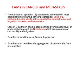 CAMs in CANCER and METASTASIS
• The function of epithelial (E)-cadherin is decreased in most
epithelial tumors during cancer progression. Loss of E-
cadherin function elicits active signals that support tumor-cell
migration, invasion and metastasis.
• Loss of E-cadherin can be accompanied by increased level of
other cadherins such as N-cadherin which promotes tumor
cell motility and migration.
• E cadherin functions as a Tumor Suppressor.
• E cadherin loss enables disaggregation of cancer cells from
one another.
 