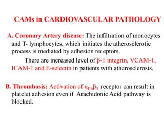 CAMs in CARDIOVASCULAR PATHOLOGY
A. Coronary Artery disease: The infiltration of monocytes
and T- lymphocytes, which initiates the atherosclerotic
process is mediated by adhesion receptors.
There are increased level of β-1 integrin, VCAM-1,
ICAM-1 and E-selectin in patients with atherosclerosis.
B. Thrombosis: Activation of αIIbβ3 receptor can result in
platelet adhesion even if Arachidonic Acid pathway is
blocked.
 