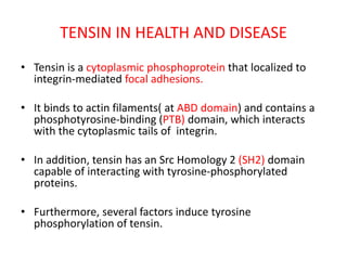 TENSIN IN HEALTH AND DISEASE
• Tensin is a cytoplasmic phosphoprotein that localized to
integrin-mediated focal adhesions.
• It binds to actin filaments( at ABD domain) and contains a
phosphotyrosine-binding (PTB) domain, which interacts
with the cytoplasmic tails of integrin.
• In addition, tensin has an Src Homology 2 (SH2) domain
capable of interacting with tyrosine-phosphorylated
proteins.
• Furthermore, several factors induce tyrosine
phosphorylation of tensin.
 