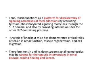 • Thus, tensin functions as a platform for dis/assembly of
signaling complexes at focal adhesions by recruiting
tyrosine-phosphorylated signaling molecules through the
SH2 domain, and also by providing interaction sites for
other SH2-containing proteins.
• Analysis of knockout mice has demonstrated critical roles
of tensin in renal function, muscle regeneration, and cell
migration.
• Therefore, tensin and its downstream signaling molecules
may be targets for therapeutic interventions in renal
disease, wound healing and cancer.
 