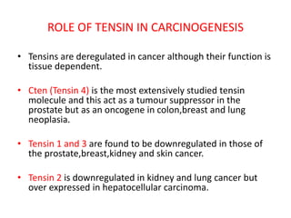 ROLE OF TENSIN IN CARCINOGENESIS
• Tensins are deregulated in cancer although their function is
tissue dependent.
• Cten (Tensin 4) is the most extensively studied tensin
molecule and this act as a tumour suppressor in the
prostate but as an oncogene in colon,breast and lung
neoplasia.
• Tensin 1 and 3 are found to be downregulated in those of
the prostate,breast,kidney and skin cancer.
• Tensin 2 is downregulated in kidney and lung cancer but
over expressed in hepatocellular carcinoma.
 