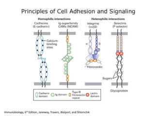 Immunobiology, 6th Edition, Janeway, Travers, Walport, and Shlomchik
 
