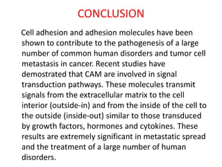 CONCLUSION
Cell adhesion and adhesion molecules have been
shown to contribute to the pathogenesis of a large
number of common human disorders and tumor cell
metastasis in cancer. Recent studies have
demostrated that CAM are involved in signal
transduction pathways. These molecules transmit
signals from the extracellular matrix to the cell
interior (outside-in) and from the inside of the cell to
the outside (inside-out) similar to those transduced
by growth factors, hormones and cytokines. These
results are extremely significant in metastatic spread
and the treatment of a large number of human
disorders.
 