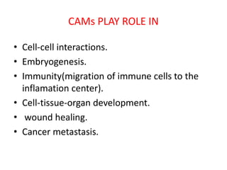 CAMs PLAY ROLE IN
• Cell-cell interactions.
• Embryogenesis.
• Immunity(migration of immune cells to the
inflamation center).
• Cell-tissue-organ development.
• wound healing.
• Cancer metastasis.
 