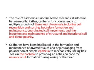 • The role of cadherins is not limited to mechanical adhesion
between cells. Rather, cadherin function extends to
multiple aspects of tissue morphogenesis,including cell
recognition and sorting, boundary formation and
maintenance, coordinated cell movements and the
induction and maintenance of structural and functional cell
and tissue polarity.
• Cadherins have been implicated in the formation and
maintenance of diverse tissues and organs ranging from
polarization of simple epithelia to mechanically linking hair
cells in the cochlea to providing an adhesion code for
neural circuit formation during wiring of the brain.
 
