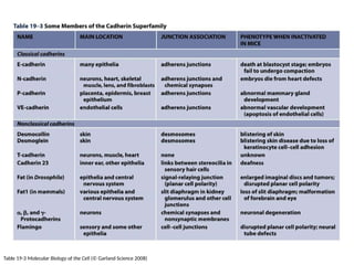 Table 19-3 Molecular Biology of the Cell (© Garland Science 2008)
 