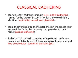 CLASSICAL CADHERINS
• The "classical'' cadherins include E-,N-, and P-cadherins,
named for the type of tissues in which they were initially
identified (epithelial, neural, and placental).
• The adhesiveness of cadherins depends on the presence of
extracellular Ca2+, the property that gave rise to their
name (calcium adhering).
• Each classical cadherin contains a single transmembrane
domain, a relatively short C-terminal cytosolic domain, and
five extracellular "cadherin" domains (EC).
 