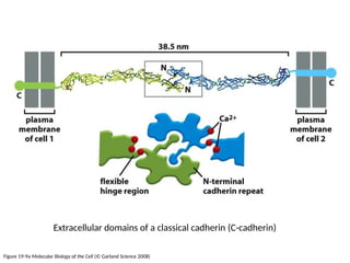 Figure 19-9a Molecular Biology of the Cell (© Garland Science 2008)
Extracellular domains of a classical cadherin (C-cadherin)
 
