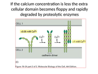 If the calcium concentration is less the extra
cellular domain becomes floppy and rapidly
degraded by proteolytic enzymes
 