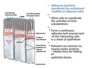 • Adherens junctions
coordinate the actinbased
motility of adjacent cells:
•
• Allow cells to coordinate
the activities of their
cytoskeletons
•
• Form a continuous
adhesion belt around each
of the interacting cells
in a sheet of epithelium
•
• Network can contract via
myosin motor proteins
– Motile force for folding
of
epithelial sheets.
 