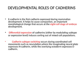 DEVELOPMENTAL ROLES OF CADHERINS
• E-cadherin is the first cadherin expressed during mammalian
development. It helps to cause compaction, an important
morphological change that occurs at the eight-cell stage of embryo
development.
• Differential expression of cadherins (either by modulating subtype
or expression level) induces sorting out of mixed cell populations.
• Cadherin subtype switching occurs during coordinated cell
movements such as neurulation,where the invaginating neural plate
expresses N-cadherin, while the overlying ectoderm expresses E-
cadherin.
 