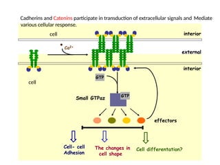 interior
interior
external
effectors
The changes in
cell shape
Cell differentation?
Cell- cell
Adhesion
GTP
Small GTPaz
Ca2+
GTP
cell
Cadherins and Catenins participate in transduction of extracellular signals and Mediate
various cellular response.
cell
 