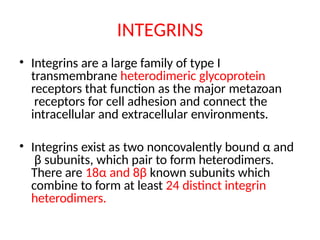 INTEGRINS
• Integrins are a large family of type I
transmembrane heterodimeric glycoprotein
receptors that function as the major metazoan
receptors for cell adhesion and connect the
intracellular and extracellular environments.
• Integrins exist as two noncovalently bound α and
β subunits, which pair to form heterodimers.
There are 18α and 8β known subunits which
combine to form at least 24 distinct integrin
heterodimers.
 