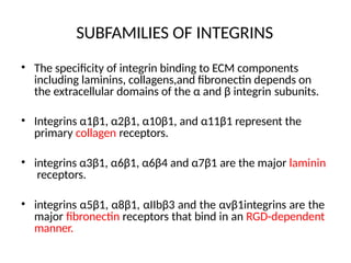 SUBFAMILIES OF INTEGRINS
• The specificity of integrin binding to ECM components
including laminins, collagens,and fibronectin depends on
the extracellular domains of the α and β integrin subunits.
• Integrins α1β1, α2β1, α10β1, and α11β1 represent the
primary collagen receptors.
• integrins α3β1, α6β1, α6β4 and α7β1 are the major laminin
receptors.
• integrins α5β1, α8β1, αIIbβ3 and the αvβ1integrins are the
major fibronectin receptors that bind in an RGD-dependent
manner.
 