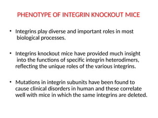 PHENOTYPE OF INTEGRIN KNOCKOUT MICE
• Integrins play diverse and important roles in most
biological processes.
• Integrins knockout mice have provided much insight
into the functions of specific integrin heterodimers,
reflecting the unique roles of the various integrins.
• Mutations in integrin subunits have been found to
cause clinical disorders in human and these correlate
well with mice in which the same integrins are deleted.
 