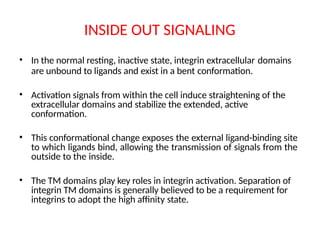INSIDE OUT SIGNALING
• In the normal resting, inactive state, integrin extracellular domains
are unbound to ligands and exist in a bent conformation.
• Activation signals from within the cell induce straightening of the
extracellular domains and stabilize the extended, active
conformation.
• This conformational change exposes the external ligand-binding site
to which ligands bind, allowing the transmission of signals from the
outside to the inside.
• The TM domains play key roles in integrin activation. Separation of
integrin TM domains is generally believed to be a requirement for
integrins to adopt the high affinity state.
 