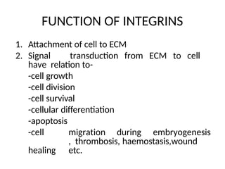 FUNCTION OF INTEGRINS
1. Attachment of cell to ECM
2. Signal transduction from ECM to cell
have relation to-
-cell growth
-cell division
-cell survival
-cellular differentiation
-apoptosis
-cell migration during embryogenesis
, thrombosis, haemostasis,wound
healing etc.
 