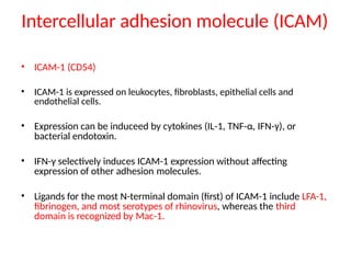 Intercellular adhesion molecule (ICAM)
• ICAM-1 (CD54)
• ICAM-1 is expressed on leukocytes, fibroblasts, epithelial cells and
endothelial cells.
• Expression can be induceed by cytokines (IL-1, TNF-α, IFN-γ), or
bacterial endotoxin.
• IFN-γ selectively induces ICAM-1 expression without affecting
expression of other adhesion molecules.
• Ligands for the most N-terminal domain (first) of ICAM-1 include LFA-1,
fibrinogen, and most serotypes of rhinovirus, whereas the third
domain is recognized by Mac-1.
 