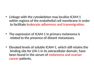 • Linkage with the cytoskeleton may localise ICAM-1
within regions of the endothelial cell membrane in order
to facilitate leukocyte adherence and transmigration.
• The expression of ICAM-1 in primary melanoma is
related to the presence of distant metastases.
• Elevated levels of soluble ICAM-1, which still retains the
binding site for LFA-1 in its extracellular domain, have
been found in the serum of melanoma and ovarian
cancer patients.
 