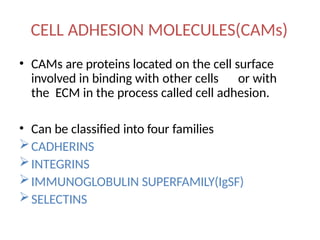 CELL ADHESION MOLECULES(CAMs)
• CAMs are proteins located on the cell surface
involved in binding with other cells or with
the ECM in the process called cell adhesion.
• Can be classified into four families
CADHERINS
INTEGRINS
IMMUNOGLOBULIN SUPERFAMILY(IgSF)
SELECTINS
 